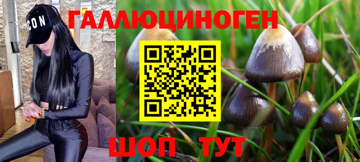 Тихорецк  Псилоцибиновые грибы Magic Shrooms  Вход с VPN 